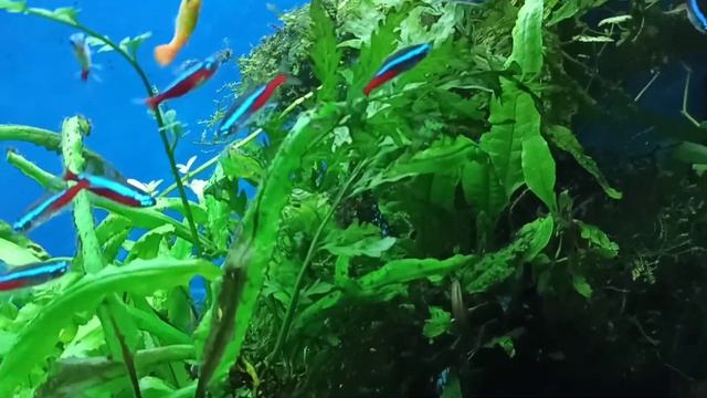 Амбулия подросла/ Мой аквариум 100 л/ Перед подменой воды смотреть онлайн