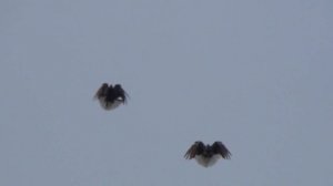 Полет Николаевских серпастых голубей. В гостях у Сергея (ч1)