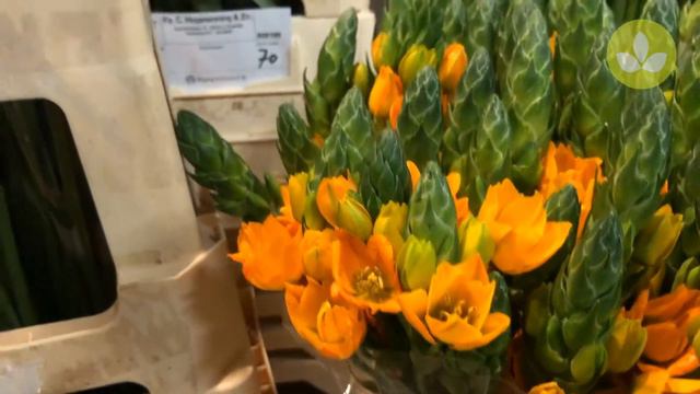 Mayesh Minute: Dutch Direct Flowers March 31 смотреть онлайн