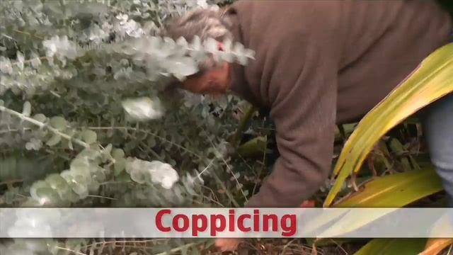 The Shed Online - Pruning Eucalyptus смотреть онлайн