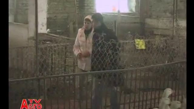 А ведь с гуся не только вода!