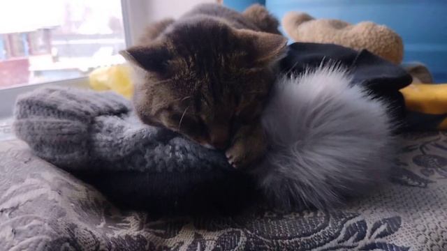 Хвостик спит. смотреть онлайн