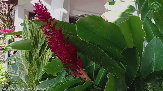 Alpinia Purpurata (Vieill.) K.Schum. | Flowering Plants | ?? Panama |