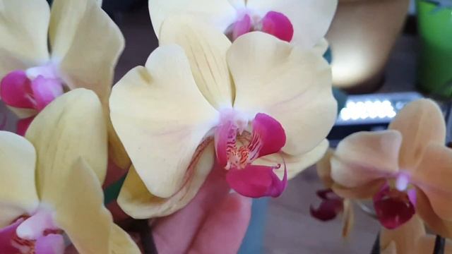 Полянка ЖЁЛТЫХ ОРХИДЕЙ "Голден Бьюти","Голдеон","Карибская Мечта","Лас Вегас","Джулия","Карина" смотреть онлайн