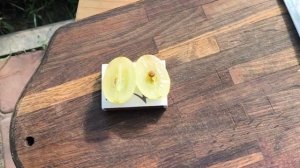 БРОНИСЛАВ виноград селекции Калугина В.М.