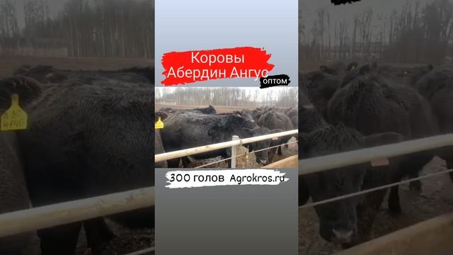 300 голов Коров Абердин Ангуской породы КРС #крс смотреть онлайн