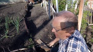 Установка опоры для гороха на приусадебном участке
