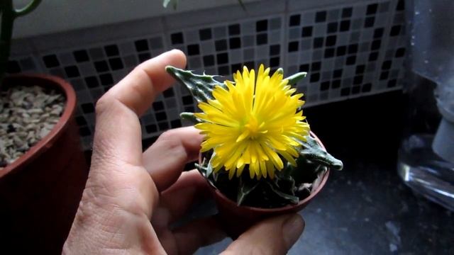 My Faucaria tuberculosa Succulent Plant in golden flower смотреть онлайн