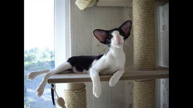 Сейшельская кошка смотреть онлайн