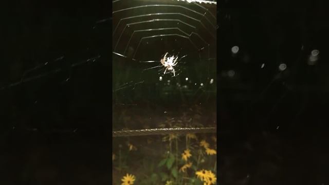 Обыкновенные крестовики (Araneus diadematus) живут на ВДНХ в Москве смотреть онлайн