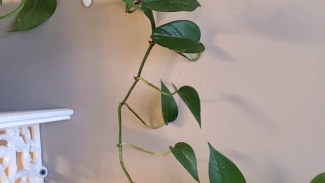 House Plant Bathroom Tour 2020