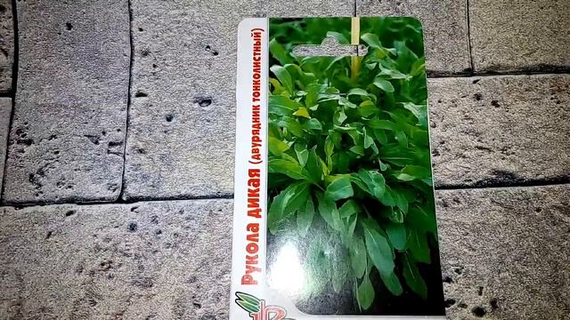 Рукола дикая ( двурядник тонколистный) - ознакомление смотреть онлайн