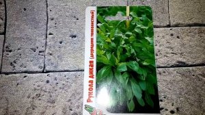 Рукола дикая ( двурядник тонколистный) - ознакомление