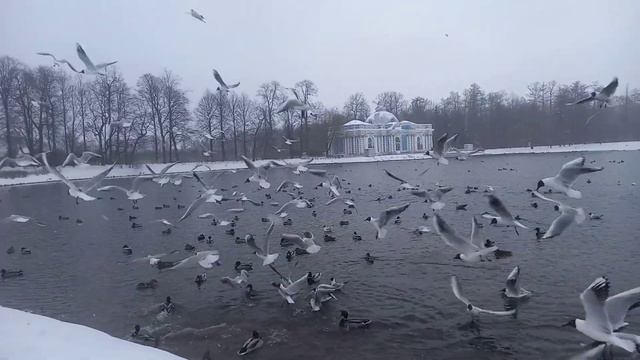 Чайки смотреть онлайн