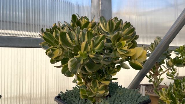Сорта и виды денежных деревьев. Часть 2. Крассула Толстянка Crassula Jade смотреть онлайн