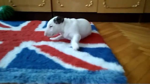 VID 20180311 09580200 смотреть онлайн