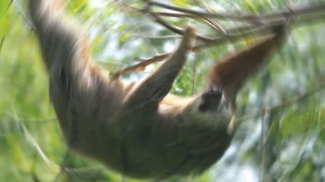 Top 6 Slowest Animals In The World | Animal World