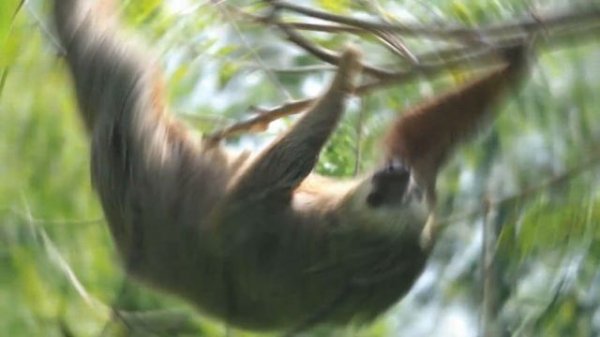 Top 6 Slowest Animals in The World | Animal World