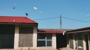 Бакинские голуби в г.Баку.в гостях у Ильхама,Вусала  ,Фарида.вторая серия.