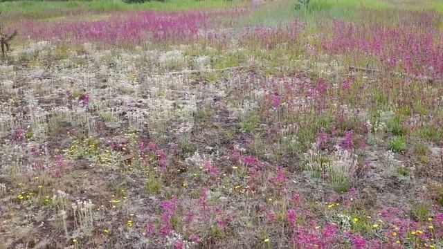 Богульник смотреть онлайн