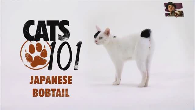 Японский бобтейл смотреть онлайн