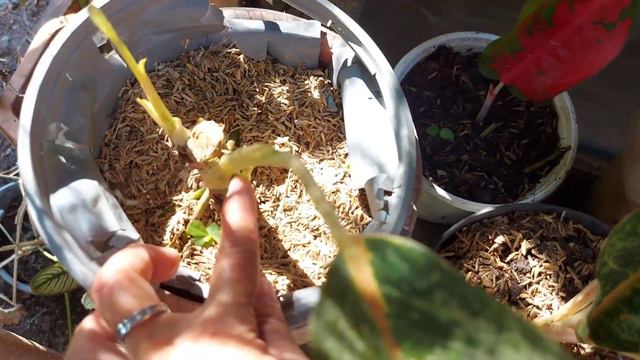 UPDATE SA MGA AGLAONEMA PLANTS COLLECTION KO//Magsisimula muli!!! смотреть онлайн