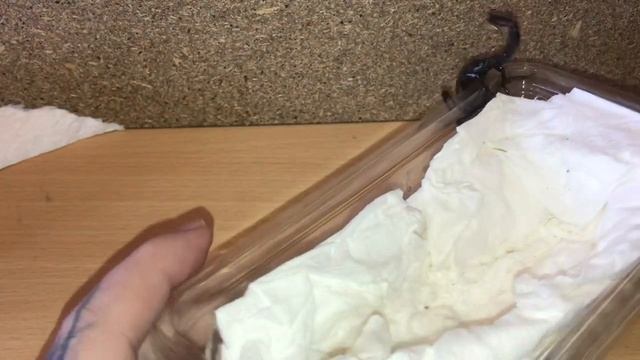 Emperor Scorpion Pandinus Imperator Unboxing смотреть онлайн