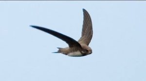СТРИЖИ - Птицы быстрого полёта