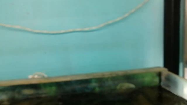 Позеленела вода в аквариуме SOS Что делать с водой смотреть онлайн