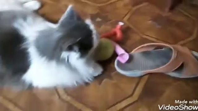 Зачем Пушинка одевает коробку на голову?так становятся умными)))у Кошки открываются СУПЕРспособност смотреть онлайн