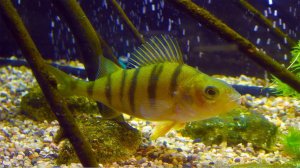 Окуни стали агрессивными! Кормление окуней в аквариуме