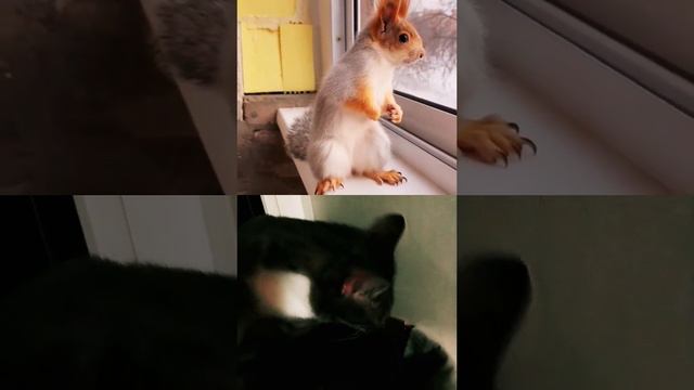 Дымок и Белка#любящиесердца#дома#врек