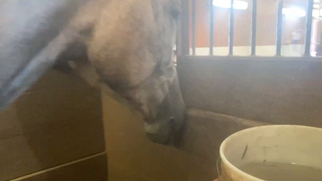 Free Jumping & Horse Dentist Visit! смотреть онлайн