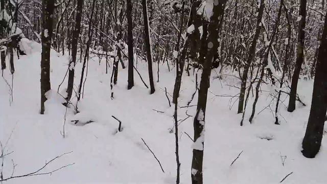 проверка капканов на куницу. нежелательный прилов. trapping смотреть онлайн