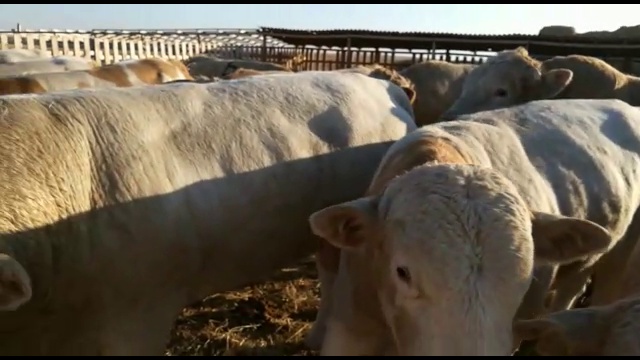 продажа крс живым весом смотреть онлайн