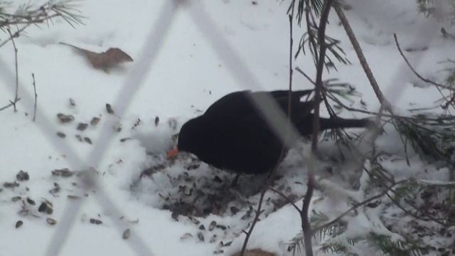 ЧЕРНЫЙ ДРОЗД смотреть онлайн