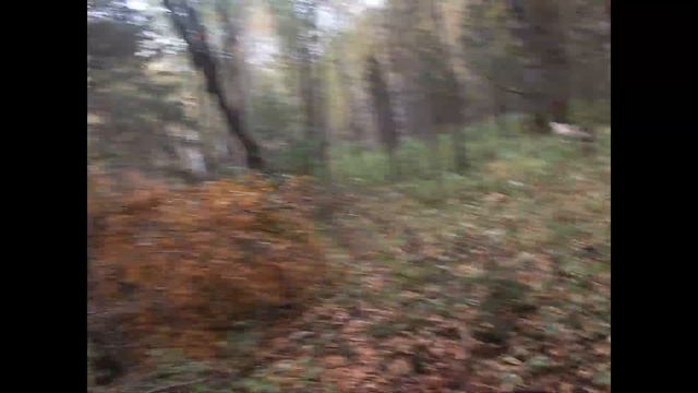 Охота Один день в лесу. Собаки,лоси,бобры,солонцы и ежик. смотреть онлайн