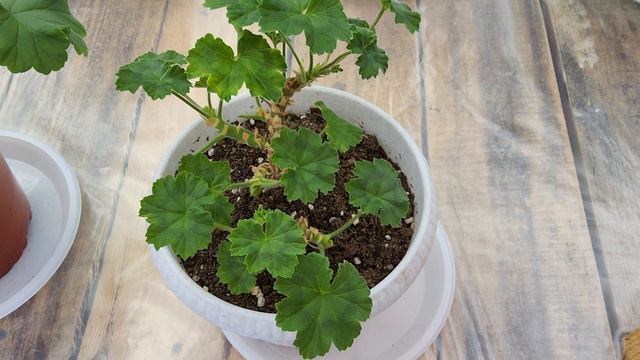 #644. Капризные-некапризные пеларгонии. Часть 3я смотреть онлайн