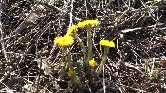 Погода повернула на тепло и распустились крокусы. Рубрика «Картинка дня»