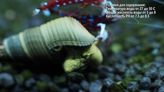Новые жители в аквариуме с креветками Кардинал смотреть онлайн