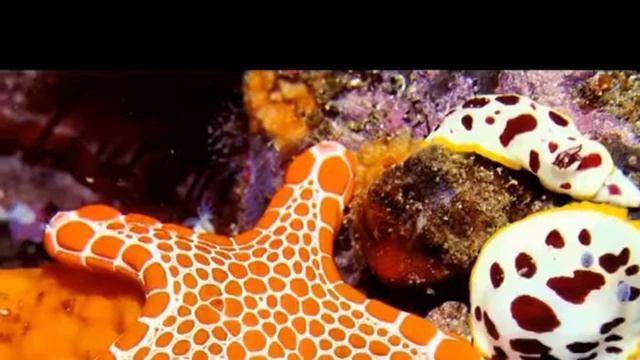 Живая музыка . Музыка природы. Релакс. смотреть онлайн