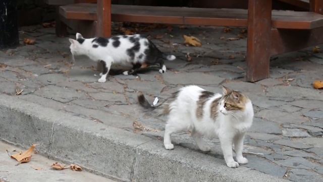 Возраст котов и кошек | Сколько лет по человеческому календарю? смотреть онлайн