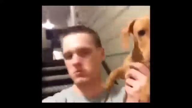 приколы над животными 31 смотреть онлайн