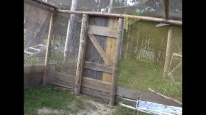 Разведение глухарей