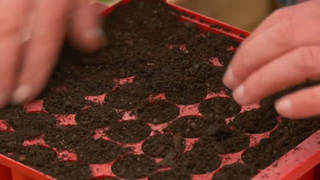 Asparagus from sowing to harvest: Part 1. Sowing смотреть онлайн