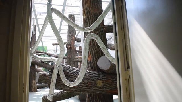 Монтаж тренажеров для приматов во внутренних вольерах. Казань, река Замбези. смотреть онлайн