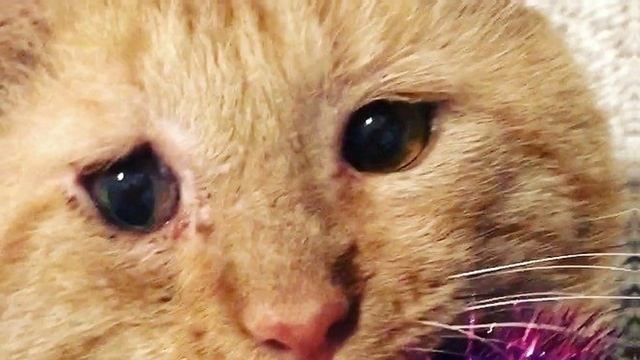 Больной котёнок жил на улице, плачущими глазами выпрашивая у прохожих еду.. смотреть онлайн