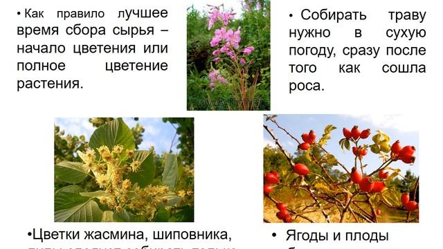 травяной чай смотреть онлайн