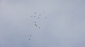 Торцовые Николаевские голуби с разной постановкой крыла