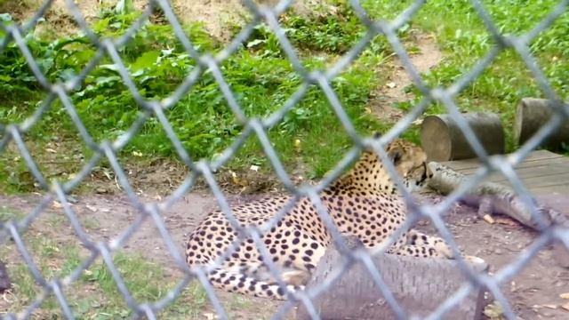 Гепард в Московском зоопарке смотреть онлайн